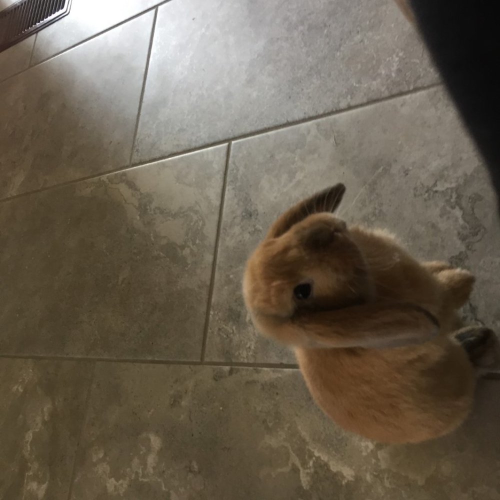 Meet your Posher, Eleanor